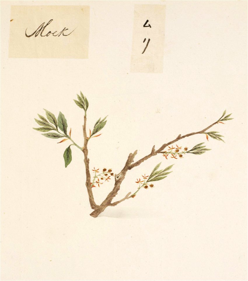 Naturalis Biodiversity Center - RMNH.ART.813 - Aphananthe aspera (Thunb.) Planchon - Kawahara Keiga - 1823 - 1829 - Siebold Collection - pencil drawing - water colour