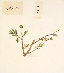 Naturalis Biodiversity Center - RMNH.ART.813 - Aphananthe aspera (Thunb.) Planchon - Kawahara Keiga - 1823 - 1829 - Siebold Collection - pencil drawing - water colour