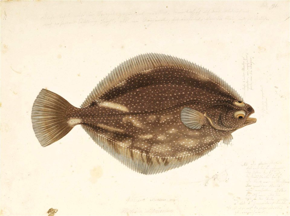 Naturalis Biodiversity Center - RMNH.ART.58 - Verasper variegatus (Temminck and Schlegel) - Kawahara Keiga - 1823 - 1829 - Siebold Collection - pencil drawing - water colour