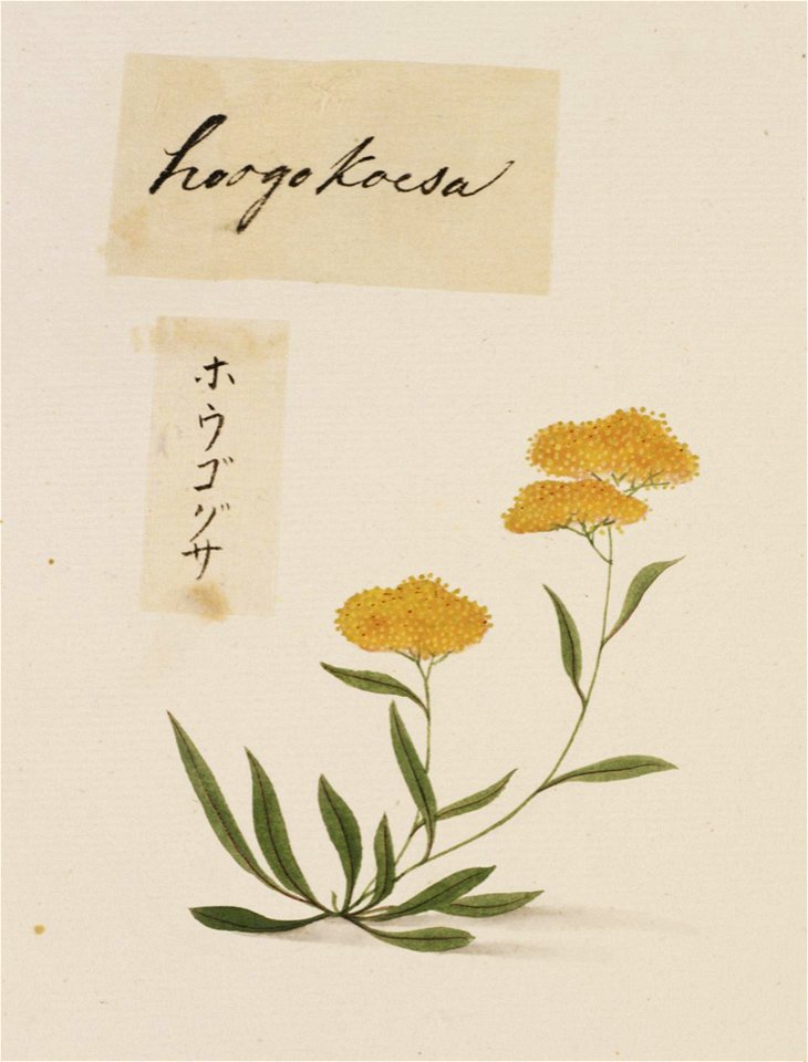 Naturalis Biodiversity Center - RMNH.ART.765 - Unidentified plant - Kawahara Keiga - 1823 - 1829 - Siebold Collection - pencil drawing - water colour