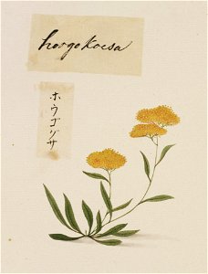 Naturalis Biodiversity Center - RMNH.ART.765 - Unidentified plant - Kawahara Keiga - 1823 - 1829 - Siebold Collection - pencil drawing - water colour