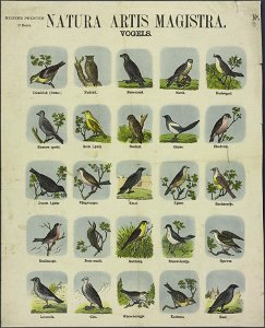 Naturis artis magistra-Catchpenny print-Borms 0444