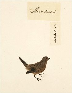 Naturalis Biodiversity Center - RMNH.ART.423 - Troglodytes troglodytes - Kawahara Keiga - 1823 - 1829 - Siebold Collection - pencil drawing - water colour