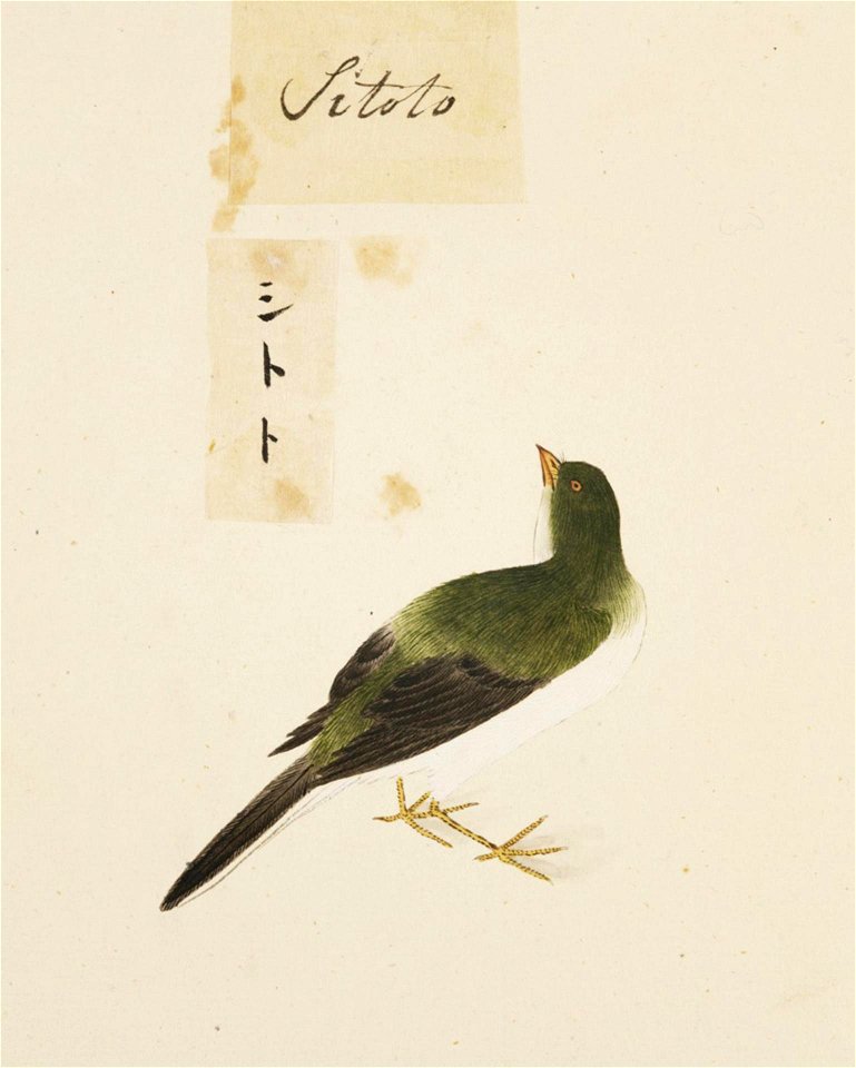 Naturalis Biodiversity Center - RMNH.ART.405 - Emberiza spodocephala - Kawahara Keiga - 1823 - 1829 - Siebold Collection - pencil drawing - water colour
