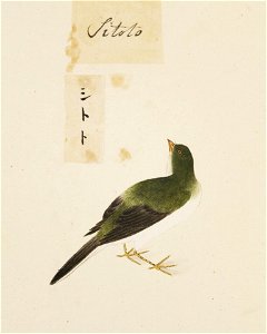 Naturalis Biodiversity Center - RMNH.ART.405 - Emberiza spodocephala - Kawahara Keiga - 1823 - 1829 - Siebold Collection - pencil drawing - water colour