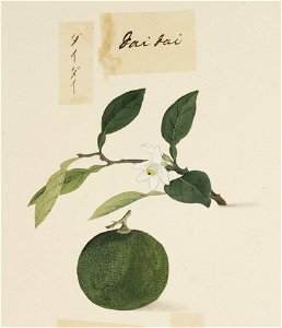 Naturalis Biodiversity Center - RMNH.ART.633 - Citrus aurantium - Kawahara Keiga - 1823 - 1829 - Siebold Collection - pencil drawing - water colour