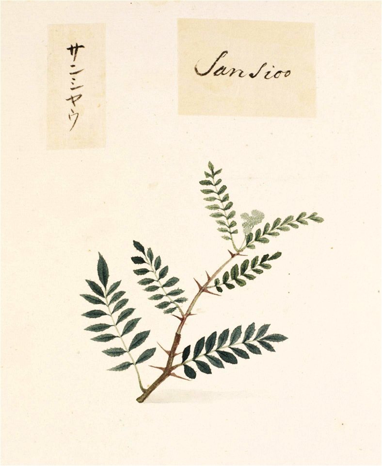 Naturalis Biodiversity Center - RMNH.ART.820 - Zanthoxylum piperitum - Kawahara Keiga - 1823 - 1829 - Siebold Collection - pencil drawing - water colour