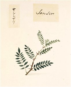 Naturalis Biodiversity Center - RMNH.ART.820 - Zanthoxylum piperitum - Kawahara Keiga - 1823 - 1829 - Siebold Collection - pencil drawing - water colour