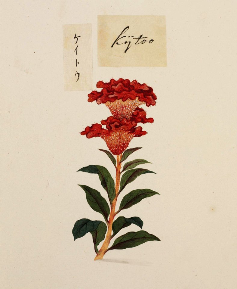 Naturalis Biodiversity Center - RMNH.ART.776 - Celosia argentea - Kawahara Keiga - 1823 - 1829 - Siebold Collection - pencil drawing - water colour