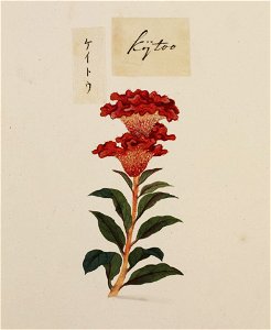Naturalis Biodiversity Center - RMNH.ART.776 - Celosia argentea - Kawahara Keiga - 1823 - 1829 - Siebold Collection - pencil drawing - water colour