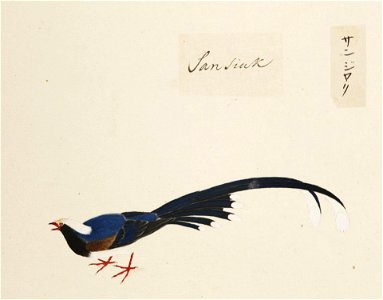 Naturalis Biodiversity Center - RMNH.ART.435 - Urocissa erythrorhyncha - Kawahara Keiga - 1823 - 1829 - Siebold Collection - pencil drawing - water colour