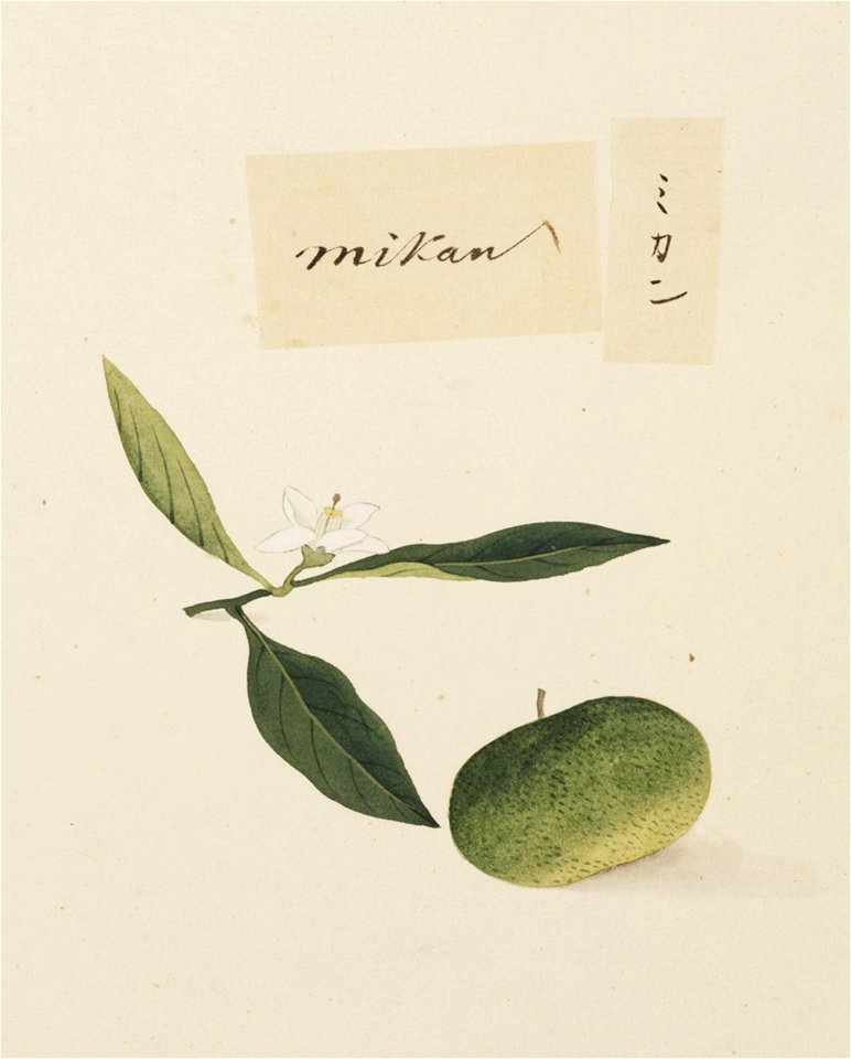 Naturalis Biodiversity Center - RMNH.ART.637 - Citrus unshiu - Kawahara Keiga - 1823 - 1829 - Siebold Collection - pencil drawing - water colour