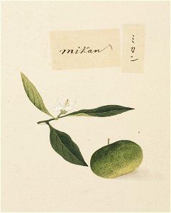 Naturalis Biodiversity Center - RMNH.ART.637 - Citrus unshiu - Kawahara Keiga - 1823 - 1829 - Siebold Collection - pencil drawing - water colour