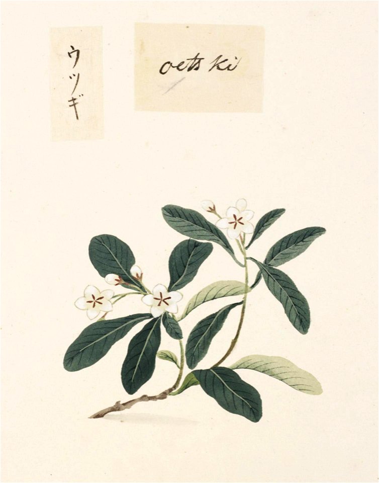 Naturalis Biodiversity Center - RMNH.ART.838 - Deutzia crenata Sieb. et Zucc. - Kawahara Keiga - 1823 - 1829 - Siebold Collection - pencil drawing - water colour