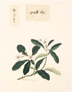 Naturalis Biodiversity Center - RMNH.ART.838 - Deutzia crenata Sieb. et Zucc. - Kawahara Keiga - 1823 - 1829 - Siebold Collection - pencil drawing - water colour