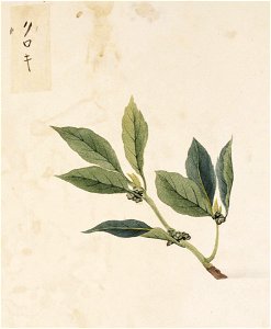 Naturalis Biodiversity Center - RMNH.ART.821 - Symplocos lucida - Kawahara Keiga - 1823 - 1829 - Siebold Collection - pencil drawing - water colour