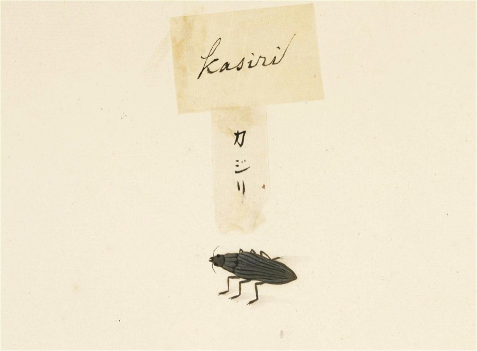 Naturalis Biodiversity Center - RMNH.ART.590 - Unidentified insect - Kawahara Keiga - 1823 - 1829 - Siebold Collection - pencil drawing - water colour