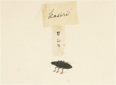 Naturalis Biodiversity Center - RMNH.ART.590 - Unidentified insect - Kawahara Keiga - 1823 - 1829 - Siebold Collection - pencil drawing - water colour