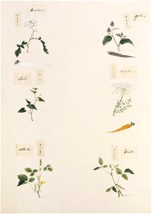 Naturalis Biodiversity Center - RMNH.ART.336 - Vigna angularis - Glycine max - Fagopyrum esculentum - Daucus carota - Arctium lappa - Raphanus sativus - Kawahara Keiga - 1823 - 1829 - Siebold Collection - pencil drawing - water colour