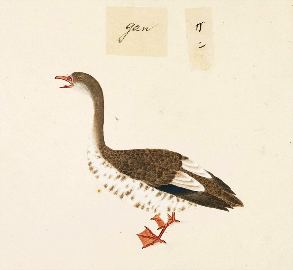 Naturalis Biodiversity Center - RMNH.ART.440 - Anser cygnoides - Kawahara Keiga - 1823 - 1829 - Siebold Collection - pencil drawing - water colour