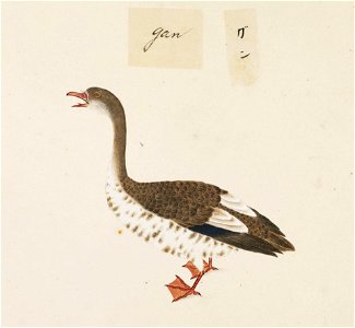 Naturalis Biodiversity Center - RMNH.ART.440 - Anser cygnoides - Kawahara Keiga - 1823 - 1829 - Siebold Collection - pencil drawing - water colour