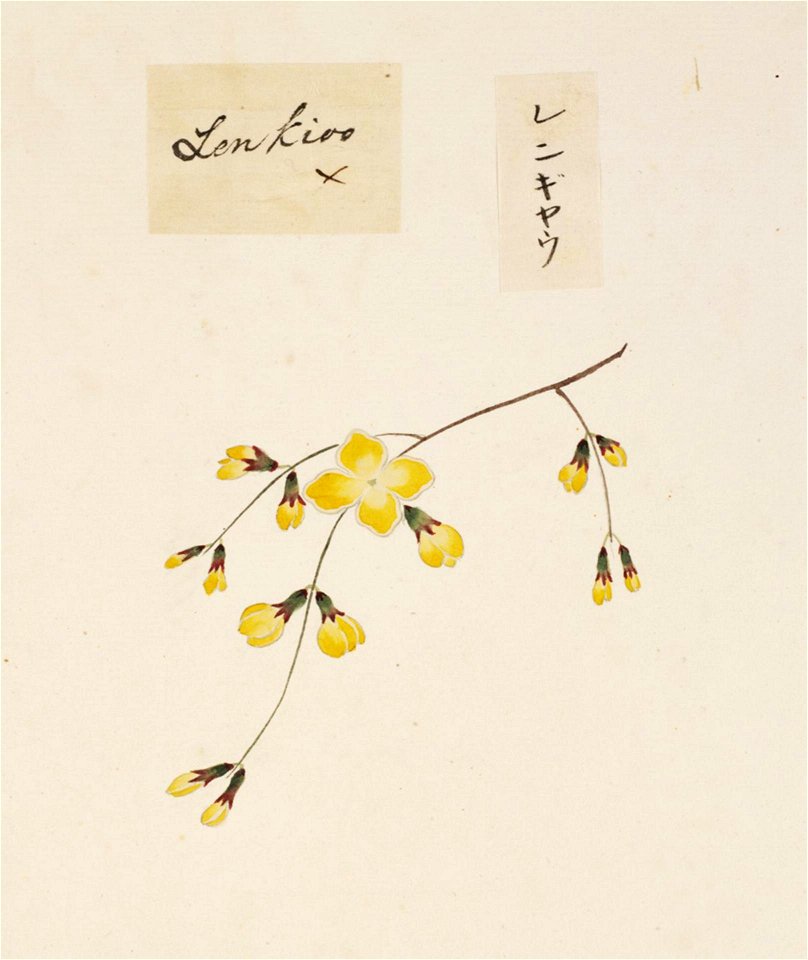 Naturalis Biodiversity Center - RMNH.ART.845 - Forsythia suspensa - Kawahara Keiga - 1823 - 1829 - Siebold Collection - pencil drawing - water colour
