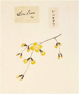 Naturalis Biodiversity Center - RMNH.ART.845 - Forsythia suspensa - Kawahara Keiga - 1823 - 1829 - Siebold Collection - pencil drawing - water colour