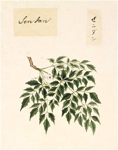 Naturalis Biodiversity Center - RMNH.ART.832 - Melia azedarach L. - Kawahara Keiga - 1823 - 1829 - Siebold Collection - pencil drawing - water colour