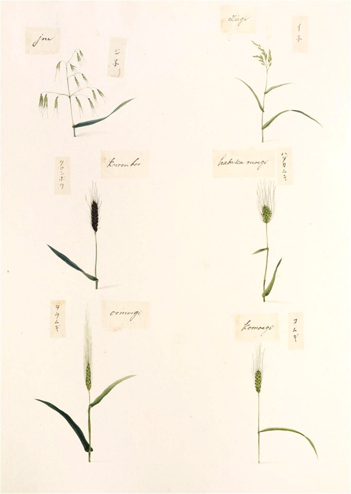 Naturalis Biodiversity Center - RMNH.ART.343 - Avena fatua - Hordeum vulgare - Triticum aestivum - Oryza sativa - indet. - Kawahara Keiga - 1823 - 1829 - Siebold Collection - pencil drawing - water colour