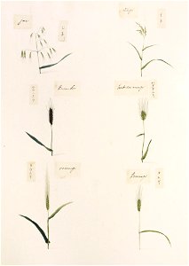Naturalis Biodiversity Center - RMNH.ART.343 - Avena fatua - Hordeum vulgare - Triticum aestivum - Oryza sativa - indet. - Kawahara Keiga - 1823 - 1829 - Siebold Collection - pencil drawing - water colour