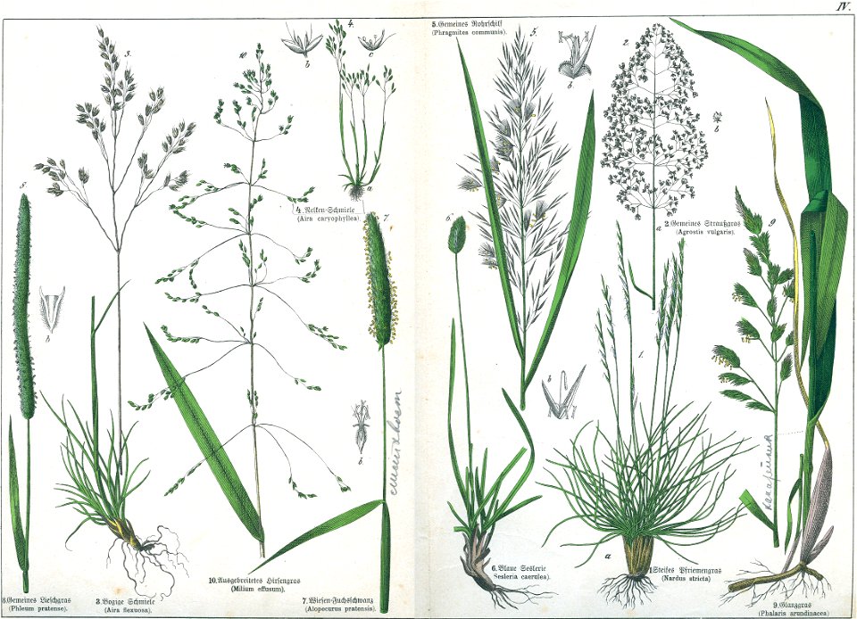 Naturgeschichte des Pflanzenreichs Tafel IV