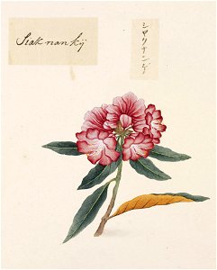 Naturalis Biodiversity Center - RMNH.ART.809 - Rhododendron metternichii - Kawahara Keiga - 1823 - 1829 - Siebold Collection - pencil drawing - water colour