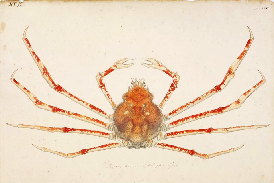 Naturalis Biodiversity Center - RMNH.ART.98 - Macrocheira kaempferi - Kawahara Keiga - 1823 - 1829 - Siebold Collection - pencil drawing - water colour