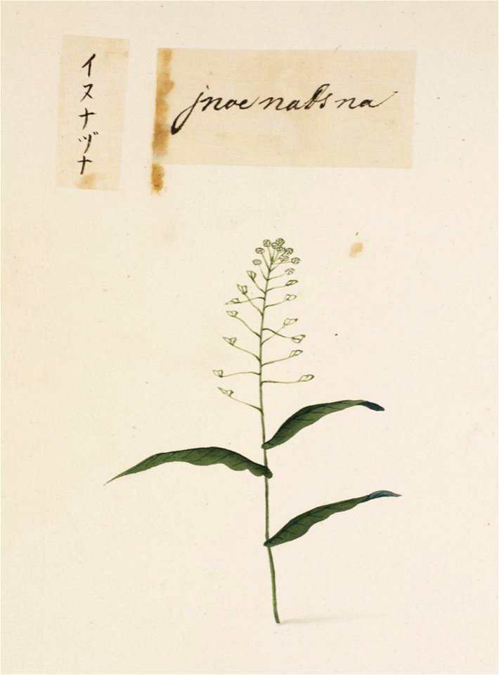 Naturalis Biodiversity Center - RMNH.ART.690 - Draba nemorosa - Kawahara Keiga - 1823 - 1829 - Siebold Collection - pencil drawing - water colour
