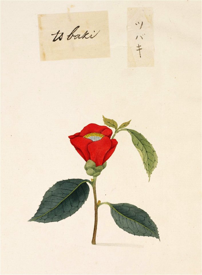 Naturalis Biodiversity Center - RMNH.ART.798 - Camellia japonica - Kawahara Keiga - 1823 - 1829 - Siebold Collection - pencil drawing - water colour