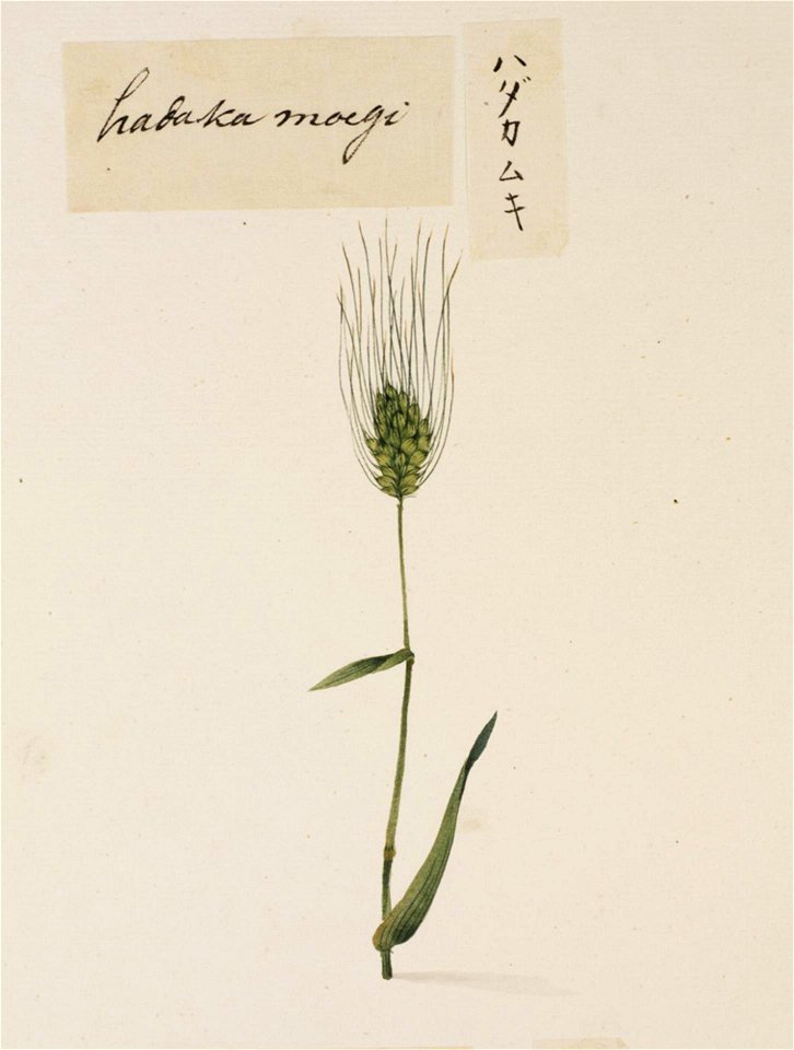 Naturalis Biodiversity Center - RMNH.ART.704 - Hordeum vulgare - Kawahara Keiga - 1823 - 1829 - Siebold Collection - pencil drawing - water colour