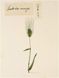Naturalis Biodiversity Center - RMNH.ART.704 - Hordeum vulgare - Kawahara Keiga - 1823 - 1829 - Siebold Collection - pencil drawing - water colour