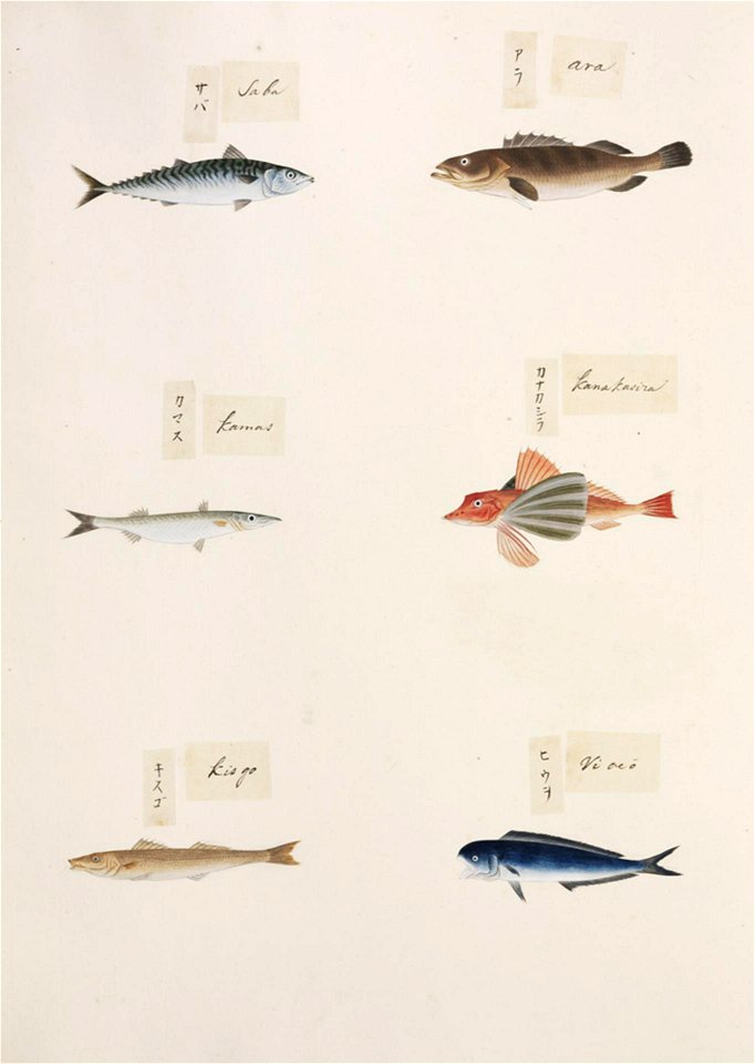 Naturalis Biodiversity Center - RMNH.ART.323-Coryphaena hippurus-Sillago japonica-Chelidonichthys spinosus-Sphyraena sp.-Epinephelus sp.-Scomber japonicus-Kawahara Keiga-1823-1829-Siebold Collection-pencil drawing-water colour