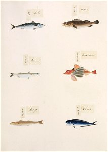 Naturalis Biodiversity Center - RMNH.ART.323-Coryphaena hippurus-Sillago japonica-Chelidonichthys spinosus-Sphyraena sp.-Epinephelus sp.-Scomber japonicus-Kawahara Keiga-1823-1829-Siebold Collection-pencil drawing-water colour