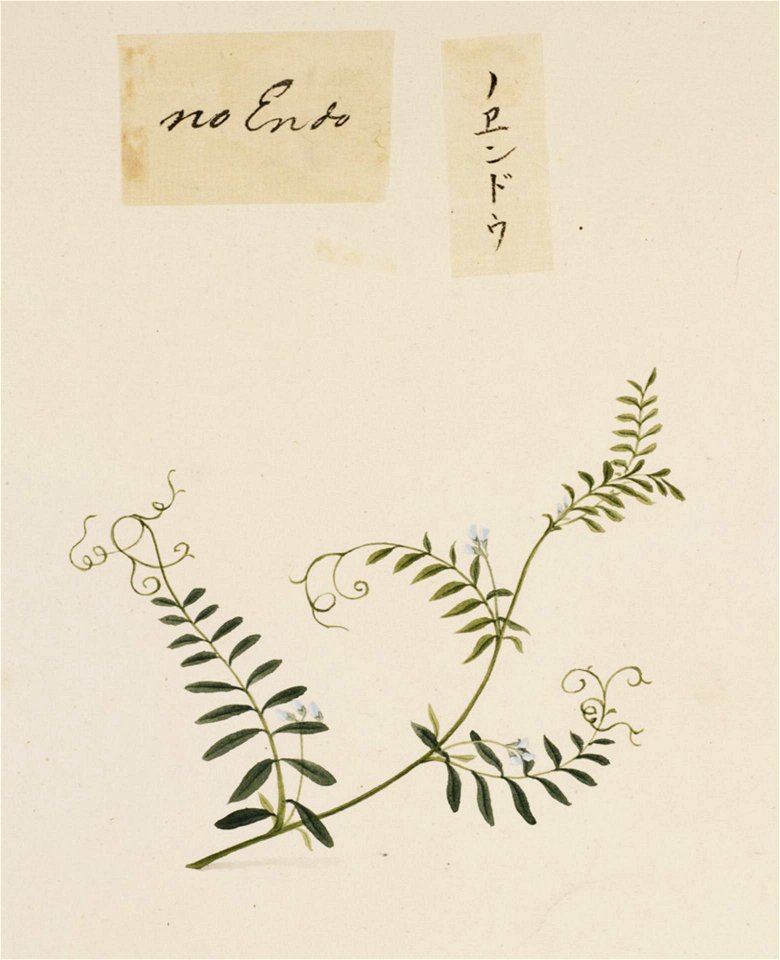 Naturalis Biodiversity Center - RMNH.ART.668 - Vicia angustifolia - Kawahara Keiga - 1823 - 1829 - Siebold Collection - pencil drawing - water colour