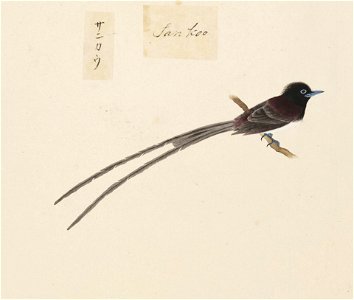 Naturalis Biodiversity Center - RMNH.ART.437 - Terpsiphone atrocaudata - Kawahara Keiga - 1823 - 1829 - Siebold Collection - pencil drawing - water colour