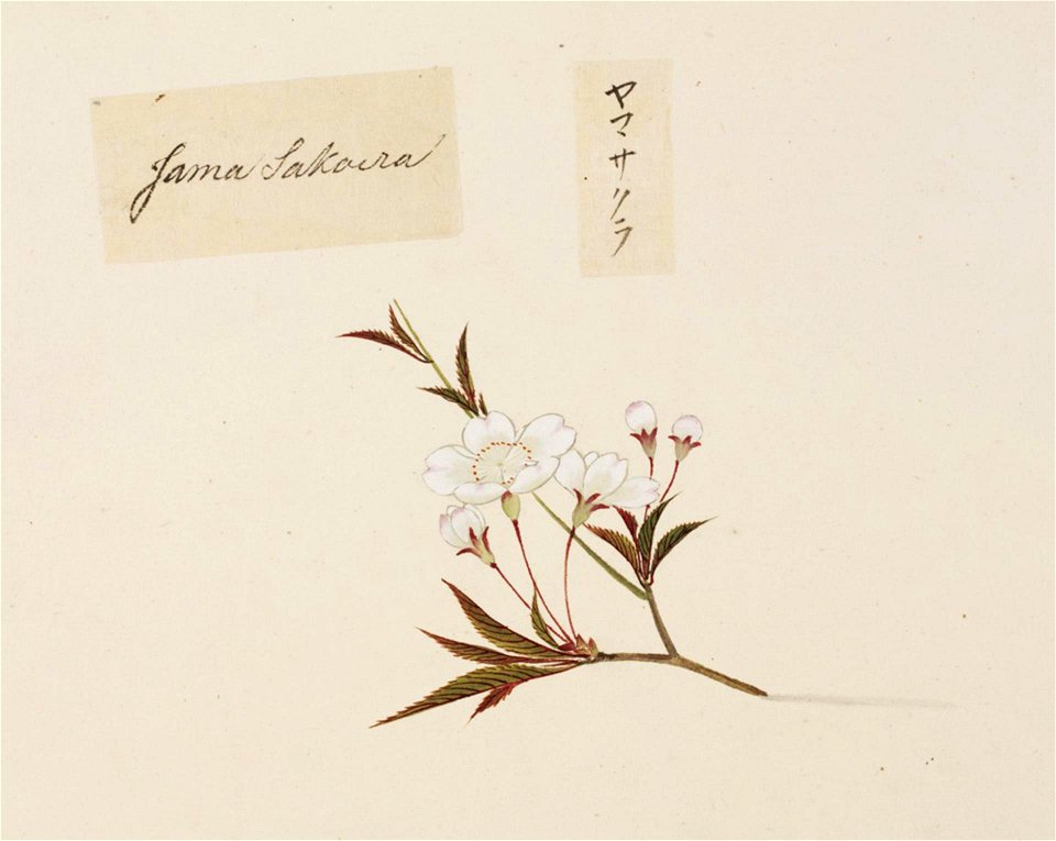 Naturalis Biodiversity Center - RMNH.ART.851 - Prunus jamasakura - Kawahara Keiga - 1823 - 1829 - Siebold Collection - pencil drawing - water colour