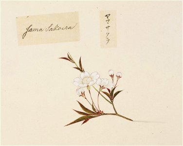 Naturalis Biodiversity Center - RMNH.ART.851 - Prunus jamasakura - Kawahara Keiga - 1823 - 1829 - Siebold Collection - pencil drawing - water colour