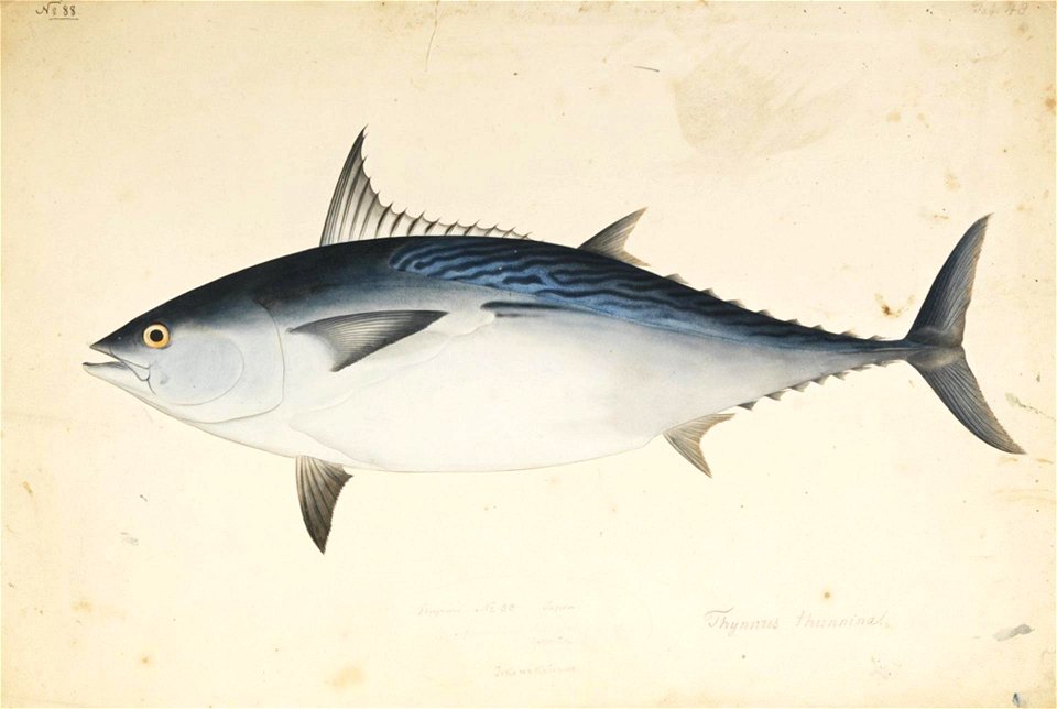 Naturalis Biodiversity Center - RMNH.ART.562 - Euthynnus affinis (Cantor) - Kawahara Keiga - 1823 - 1829 - Siebold Collection - pencil drawing - water colour
