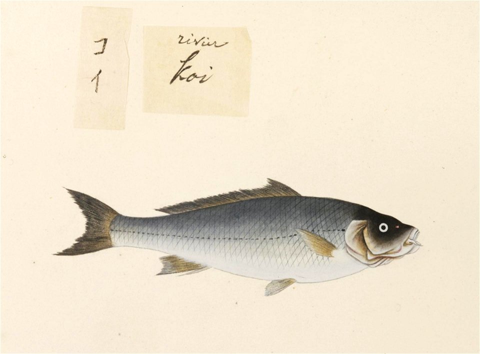 Naturalis Biodiversity Center - RMNH.ART.466 - Cyprinus carassius - Kawahara Keiga - 1823 - 1829 - Siebold Collection - pencil drawing - water colour