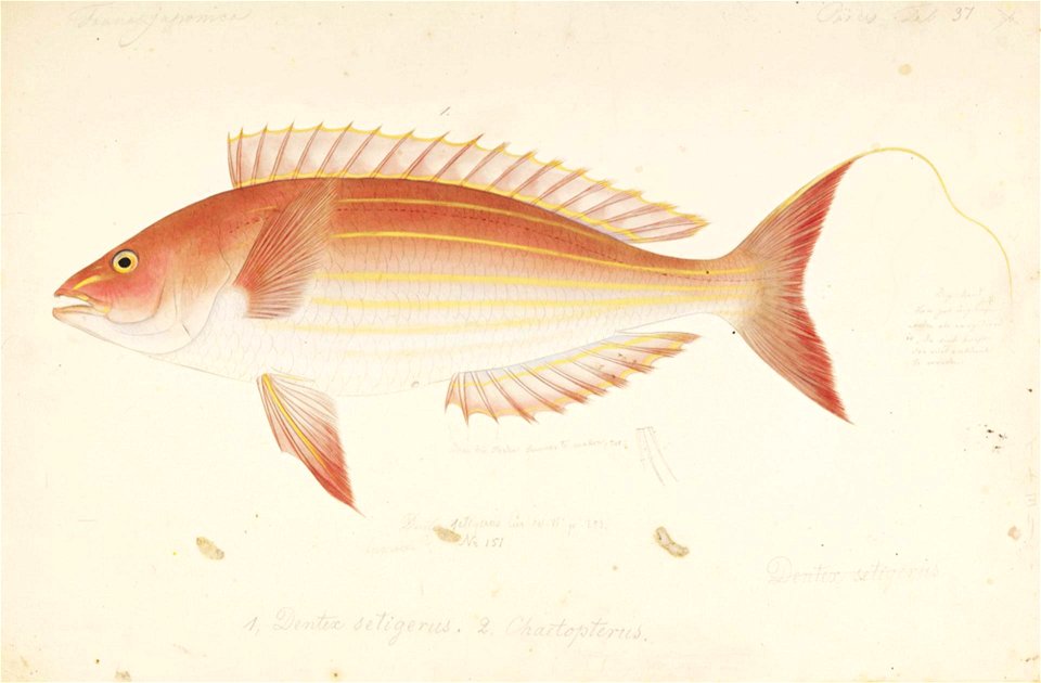 Naturalis Biodiversity Center - RMNH.ART.448 - Nemipterus virgatus (Houttuyn) - Kawahara Keiga - 1823 - 1829 - Siebold Collection - pencil drawing - water colour. Free illustration for personal and commercial use.