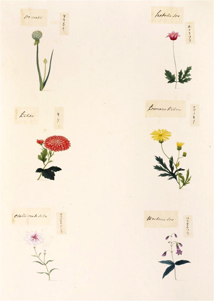 Naturalis Biodiversity Center - RMNH.ART.353-Campanula medium-Dianthus x isensis-Wedelia chinensis-Chrysanthemum morifolium-Pulsatilla cernua-Allium fistulosum-Kawahara Keiga-1823-1829-Siebold Collection-pencil drawing-water colour
