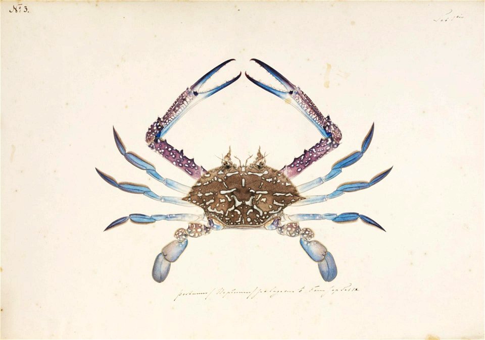 Naturalis Biodiversity Center - RMNH.ART.867 - Portunus pelagicus (Linnaeus) - Kawahara Keiga - 1823 - 1829 - Siebold Collection - pencil drawing - water colour