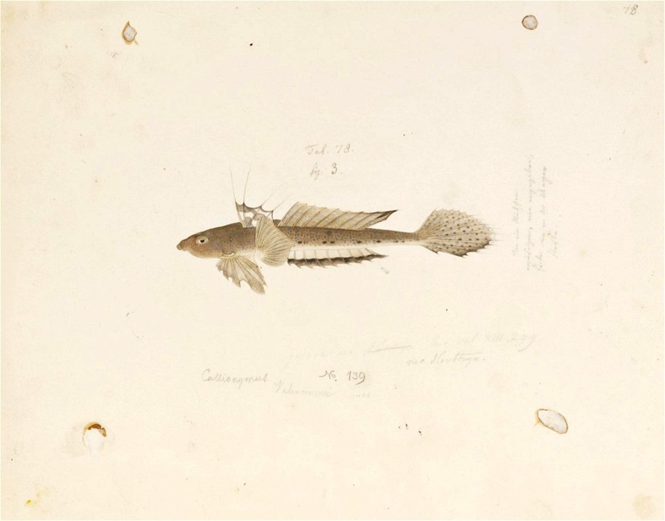 Naturalis Biodiversity Center - RMNH.ART.815 - Callionymus valenciennei Temminck and Schlegel - Kawahara Keiga - 1823 - 1829 - Siebold Collection - pencil drawing - water colour