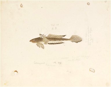 Naturalis Biodiversity Center - RMNH.ART.815 - Callionymus valenciennei Temminck and Schlegel - Kawahara Keiga - 1823 - 1829 - Siebold Collection - pencil drawing - water colour